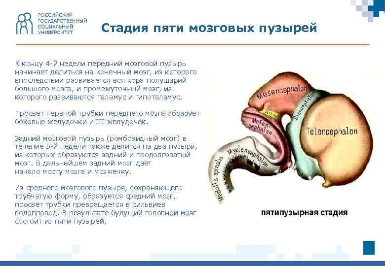 Стадия пяти мозговых пузырей К концу 4 -й недели передний мозговой пузырь начинает делиться