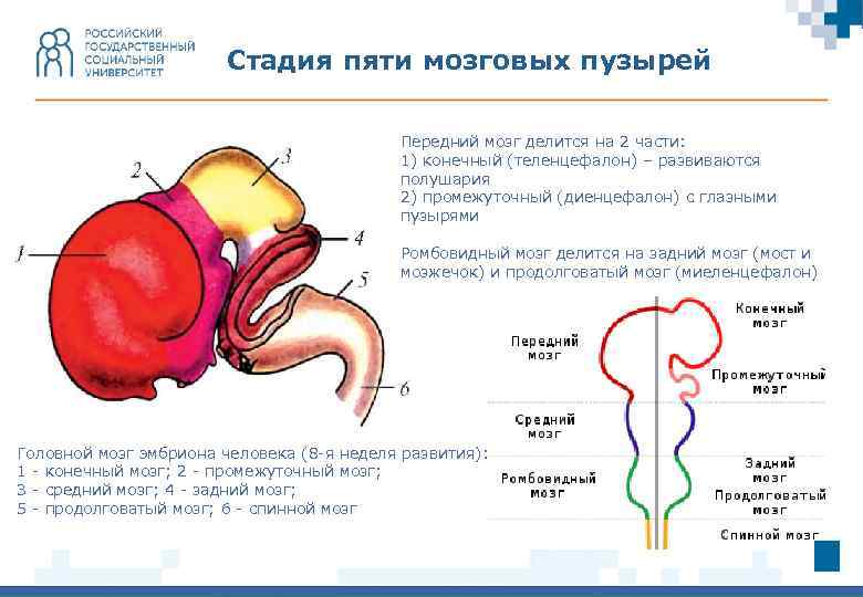 Стадия пяти мозговых пузырей Передний мозг делится на 2 части: 1) конечный (теленцефалон) –