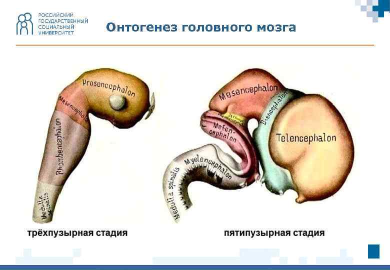 Онтогенез головного мозга 