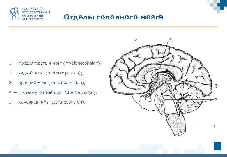 Отделы головного мозга 1 — продолговатый мозг (myelencephalon); 2 — задний мозг (metencephalon); 3