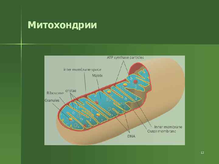 Митохондрии 12 