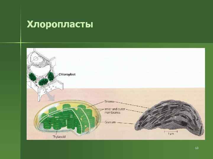 Хлоропласты 13 