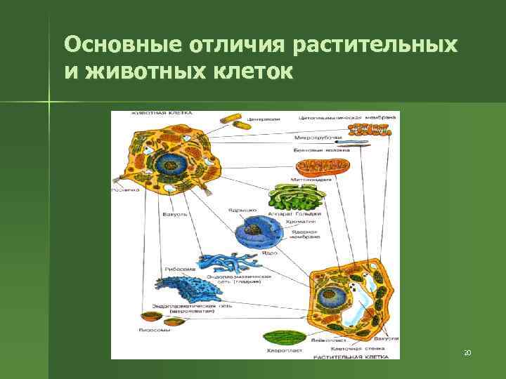 Основные отличия растительных и животных клеток 20 