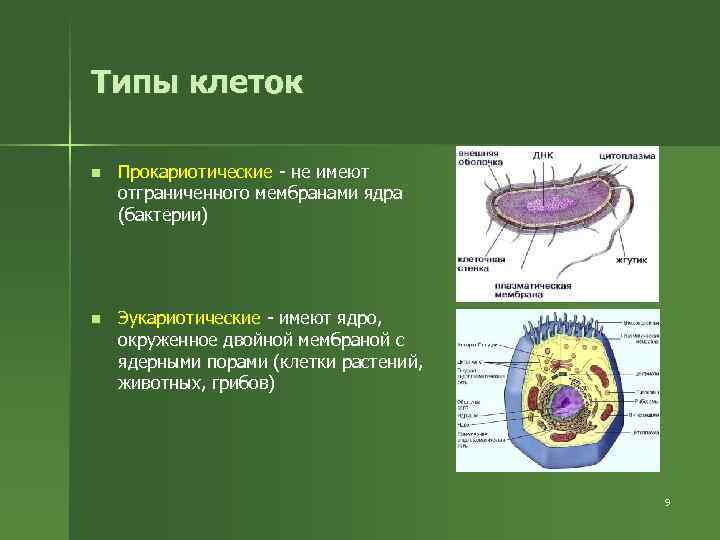 Типы клеток n Прокариотические - не имеют отграниченного мембранами ядра (бактерии) n Эукариотические -