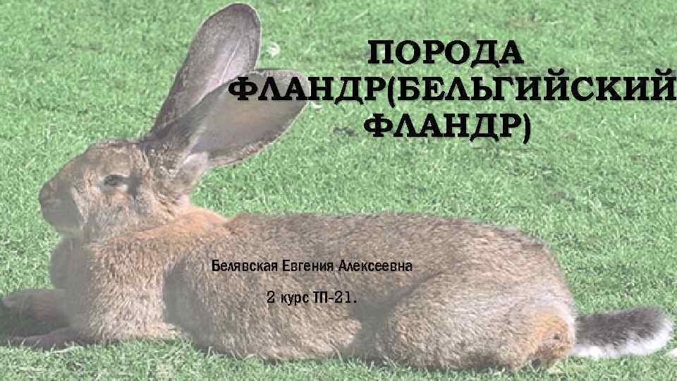 ПОРОДА ФЛАНДР(БЕЛЬГИЙСКИЙ ФЛАНДР) Белявская Евгения Алексеевна 2 курс ТП-21. 