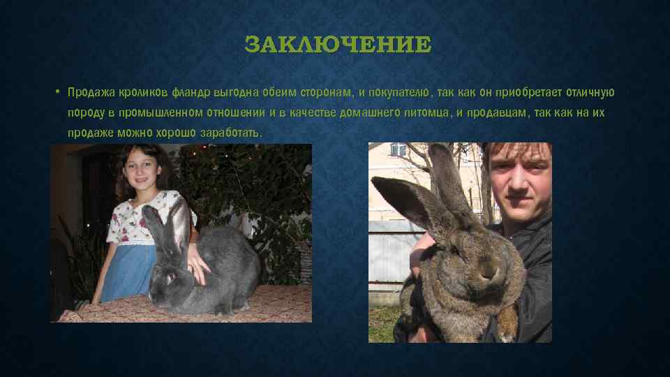 ЗАКЛЮЧЕНИЕ • Продажа кроликов фландр выгодна обеим сторонам, и покупателю, так как он приобретает