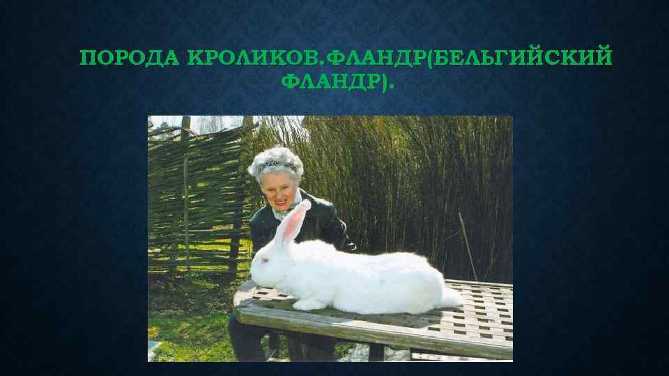 ПОРОДА КРОЛИКОВ. ФЛАНДР(БЕЛЬГИЙСКИЙ ФЛАНДР). 