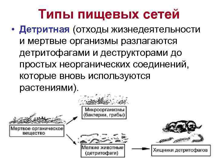 Типы пищевых сетей • Детритная (отходы жизнедеятельности и мертвые организмы разлагаются детритофагами и деструкторами