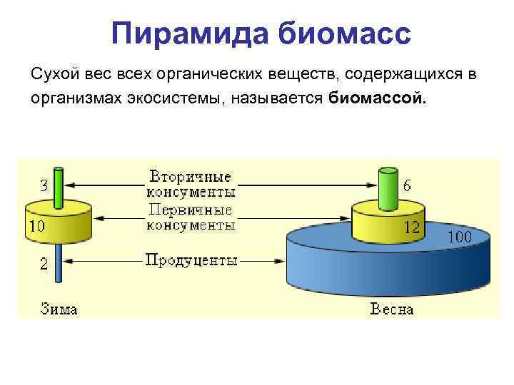 Пирамида биомасс Сухой вес всех органических веществ, содержащихся в организмах экосистемы, называется биомассой. 