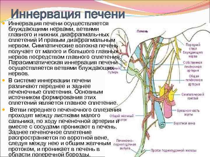 Правый блуждающий нерв. Анатомия печени кровоснабжение иннервация. Блуждающий нерв анатомия иннервация. Иннервация желчного пузыря анатомия. Срединный нерв анатомия иннервация.