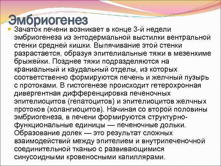 Эмбриогенез Зачаток печени возникает в конце 3 -й недели эмбриогенеза из энтодермальной выстилки вентральной