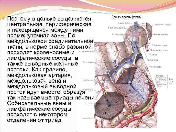 Функциональное состояние печени. Центральная и периферическая Вена. Междольковая артерия анатомия. В дольке находится.