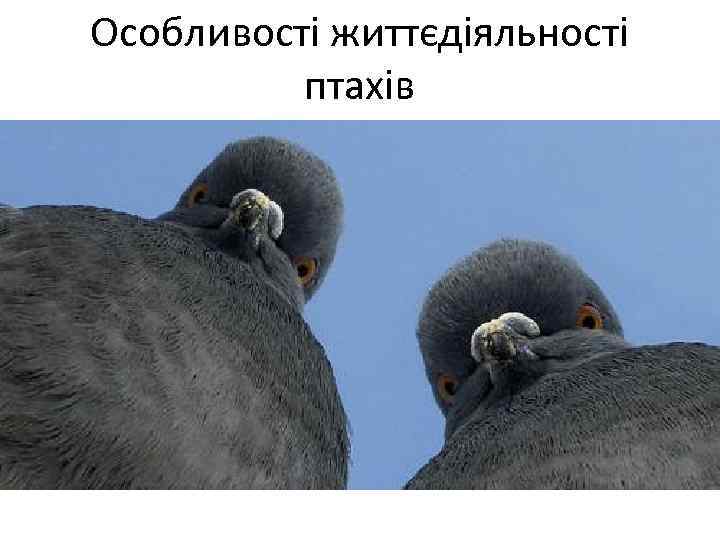 Особливості життєдіяльності птахів 