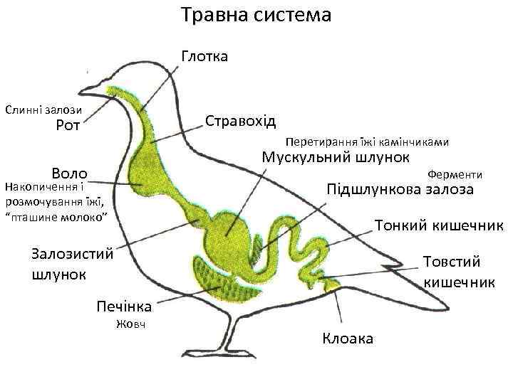 Травна система Глотка Слинні залози Стравохід Рот Перетирання їжі камінчиками Мускульний шлунок Воло Ферменти