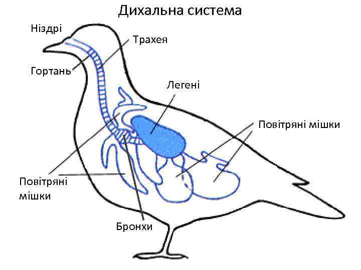 Дихальна система Ніздрі р Трахея Гортань Легені Повітряні мішки Бронхи 