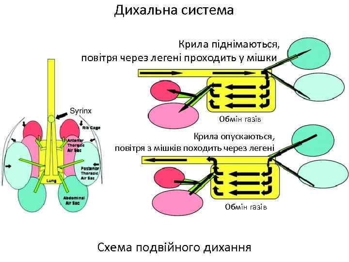 Дихальна система Крила піднімаються, повітря через легені проходить у мішки Обмін газів Крила опускаються,