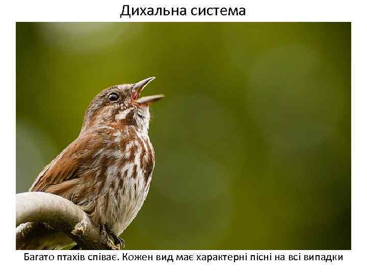 Дихальна система Багато птахів співає. Кожен вид має характерні пісні на всі випадки 