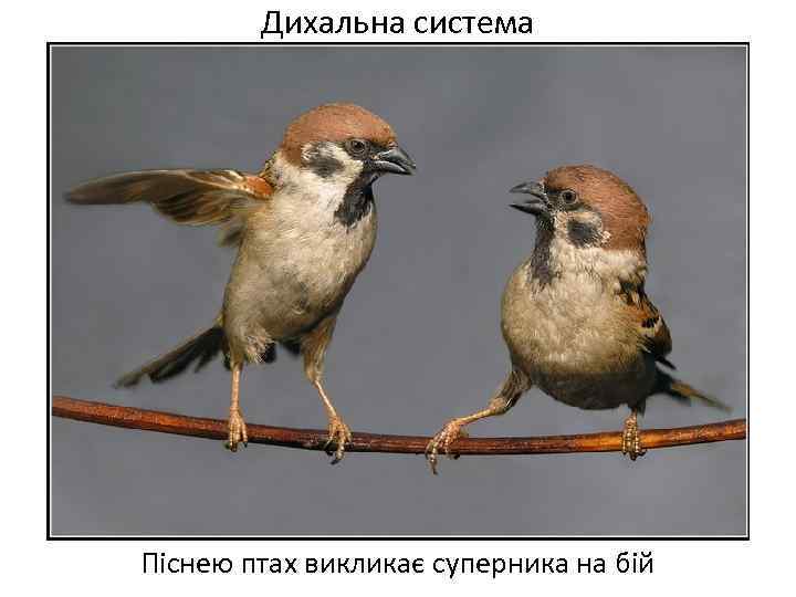 Дихальна система Піснею птах викликає суперника на бій 