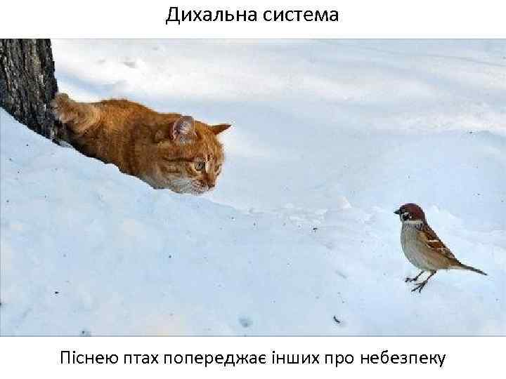 Дихальна система Піснею птах попереджає інших про небезпеку 