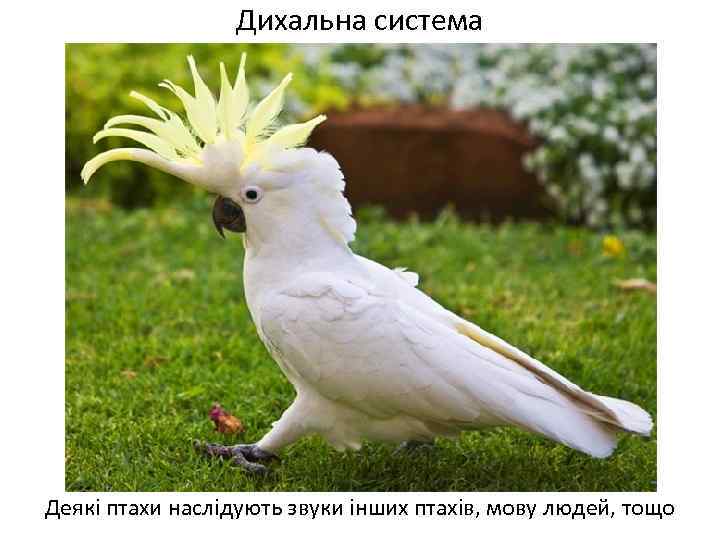 Дихальна система Деякі птахи наслідують звуки інших птахів, мову людей, тощо 