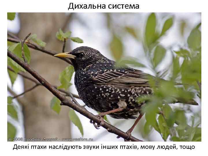 Дихальна система Деякі птахи наслідують звуки інших птахів, мову людей, тощо 