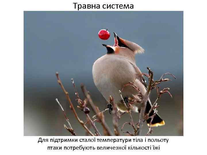 Травна система Для підтримки сталої температури тіла і польоту птахи потребують величезної кількості їжі