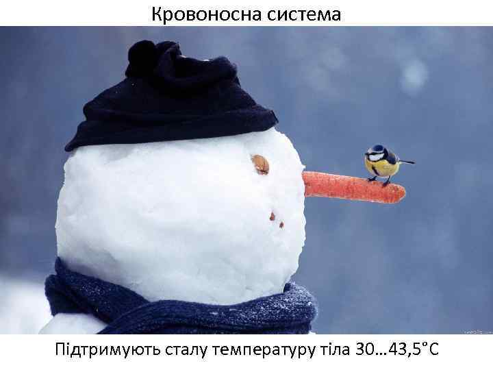 Кровоносна система Підтримують сталу температуру тіла 30… 43, 5°С 