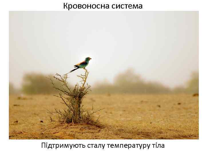 Кровоносна система Підтримують сталу температуру тіла 