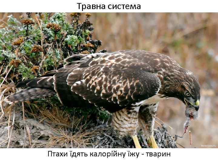 Травна система Птахи їдять калорійну їжу - тварин 
