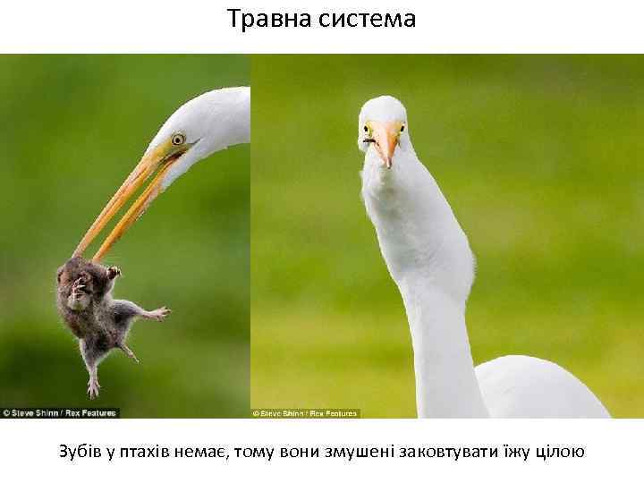 Травна система Зубів у птахів немає, тому вони змушені заковтувати їжу цілою 