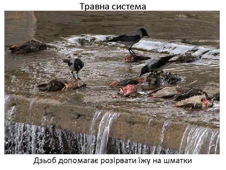 Травна система Дзьоб допомагає розірвати їжу на шматки 