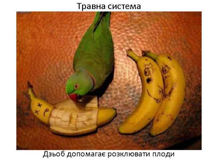 Травна система Дзьоб допомагає розклювати плоди 