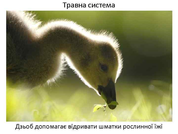 Травна система Дзьоб допомагає відривати шматки рослинної їжі 