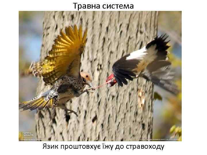 Травна система Язик проштовхує їжу до стравоходу 