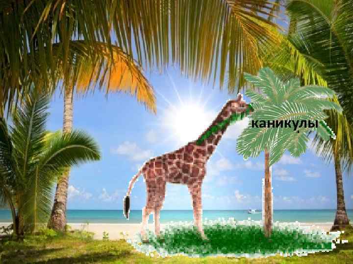 каникулы сало палуба 