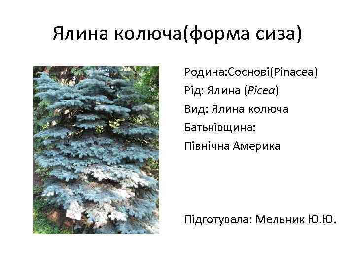 Ялина колюча(форма сиза) Родина: Соснові(Pinacea) Рід: Ялина (Picea) Вид: Ялина колюча Батьківщина: Північна Америка