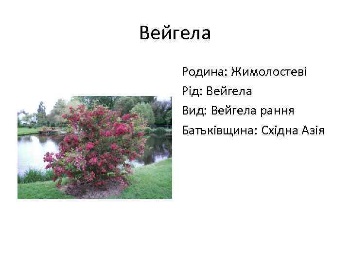 Вейгела Родина: Жимолостеві Рід: Вейгела Вид: Вейгела рання Батьківщина: Східна Азія 