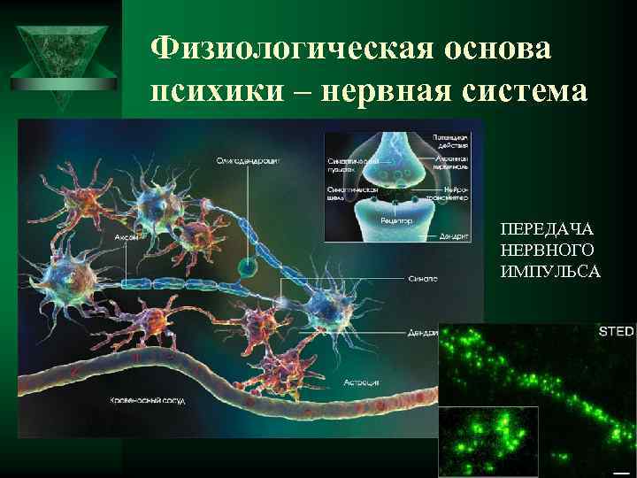 Физиологическая основа психики – нервная система ПЕРЕДАЧА НЕРВНОГО ИМПУЛЬСА 