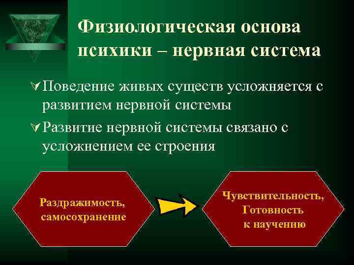 Физиологическая основа психики – нервная система Ú Поведение живых существ усложняется с развитием нервной