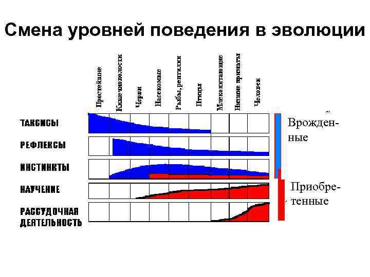 Смена уровней поведения в эволюции Врожденные Приобретенные 