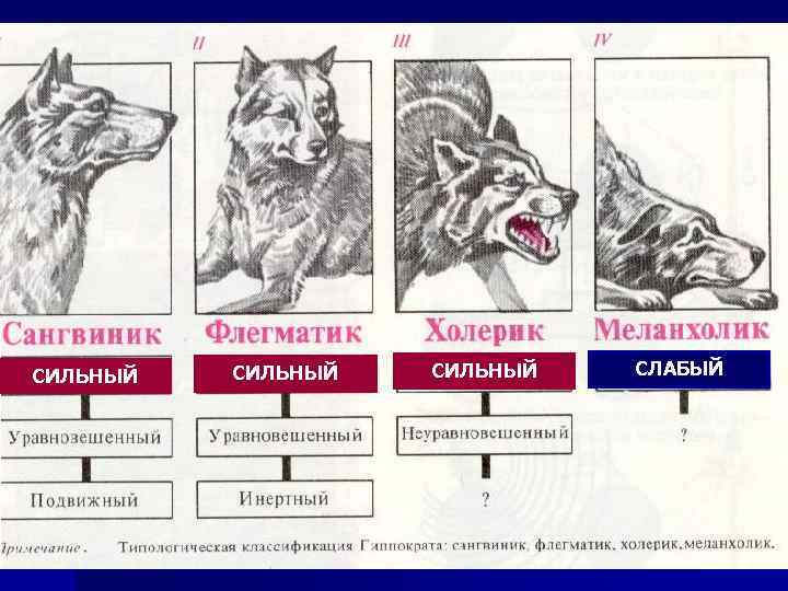 Картинка холерик флегматик меланхолик сангвиник