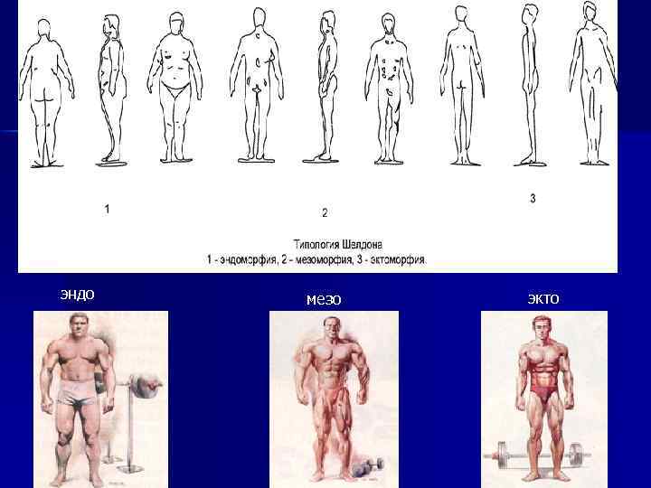 эндо мезо экто 