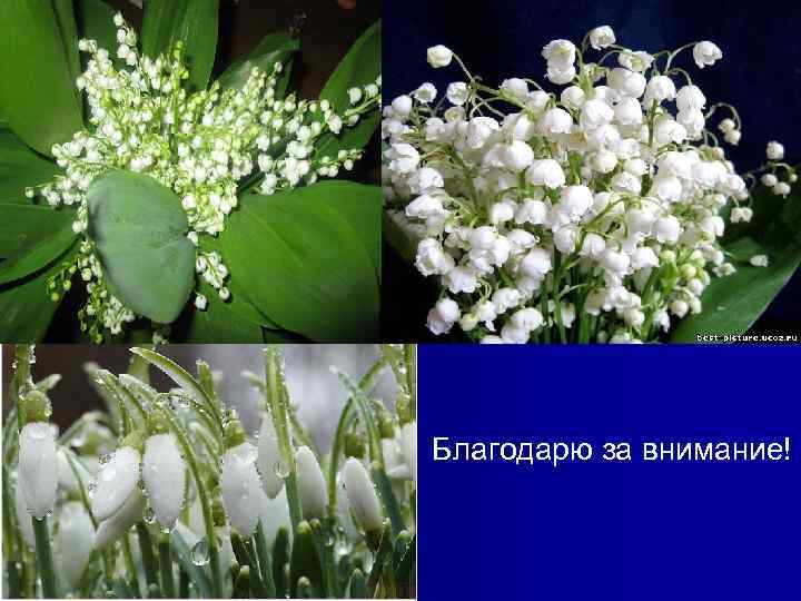 Благодарю за внимание! 