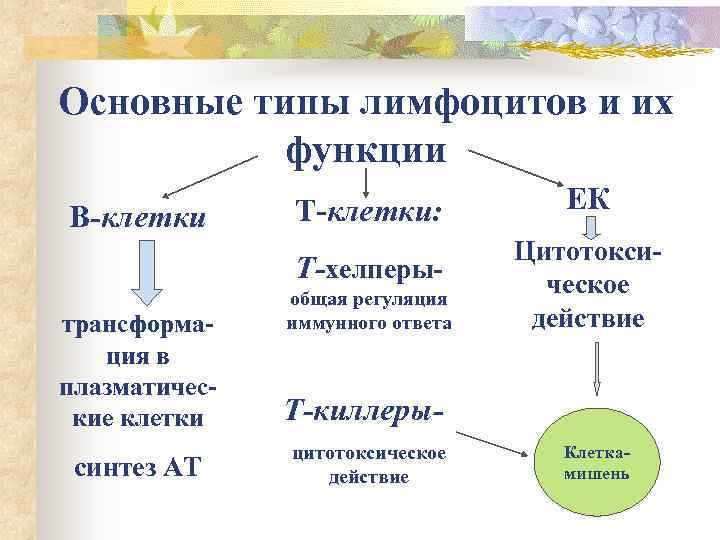 Основные типы лимфоцитов и их функции В-клетки Т-клетки: Т-хелперыобщая регуляция иммунного ответа трансформация в