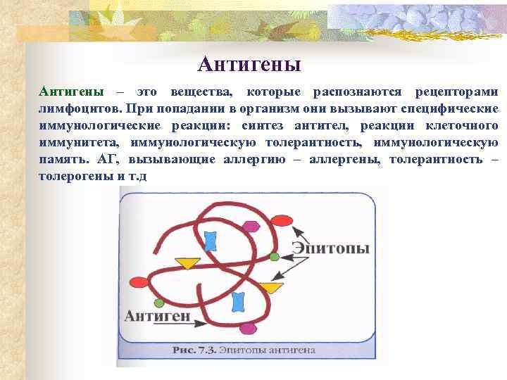 Антигены – это вещества, которые распознаются рецепторами лимфоцитов. При попадании в организм они вызывают