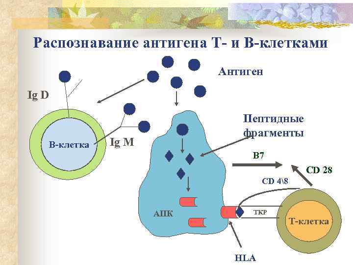 Распознавание антигена Т- и В-клетками Антиген Ig D В-клетка Пептидные фрагменты Ig M В