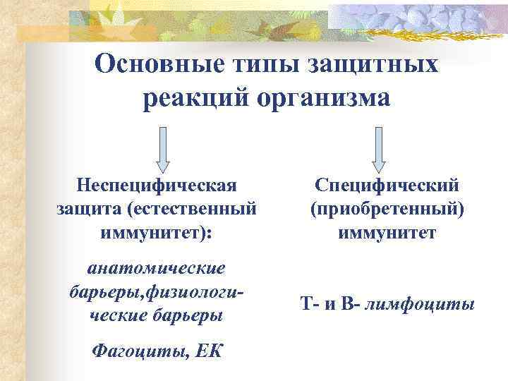 Основные типы защитных реакций организма Неспецифическая защита (естественный иммунитет): анатомические барьеры, физиологические барьеры Фагоциты,