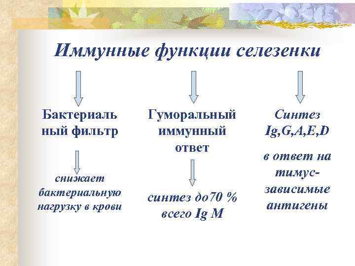 Иммунные функции селезенки Бактериаль ный фильтр снижает бактериальную нагрузку в крови Гуморальный иммунный ответ