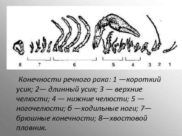 Брюшные конечности рака