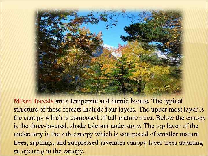 Mixed forests are a temperate and humid biome. The typical structure of these forests